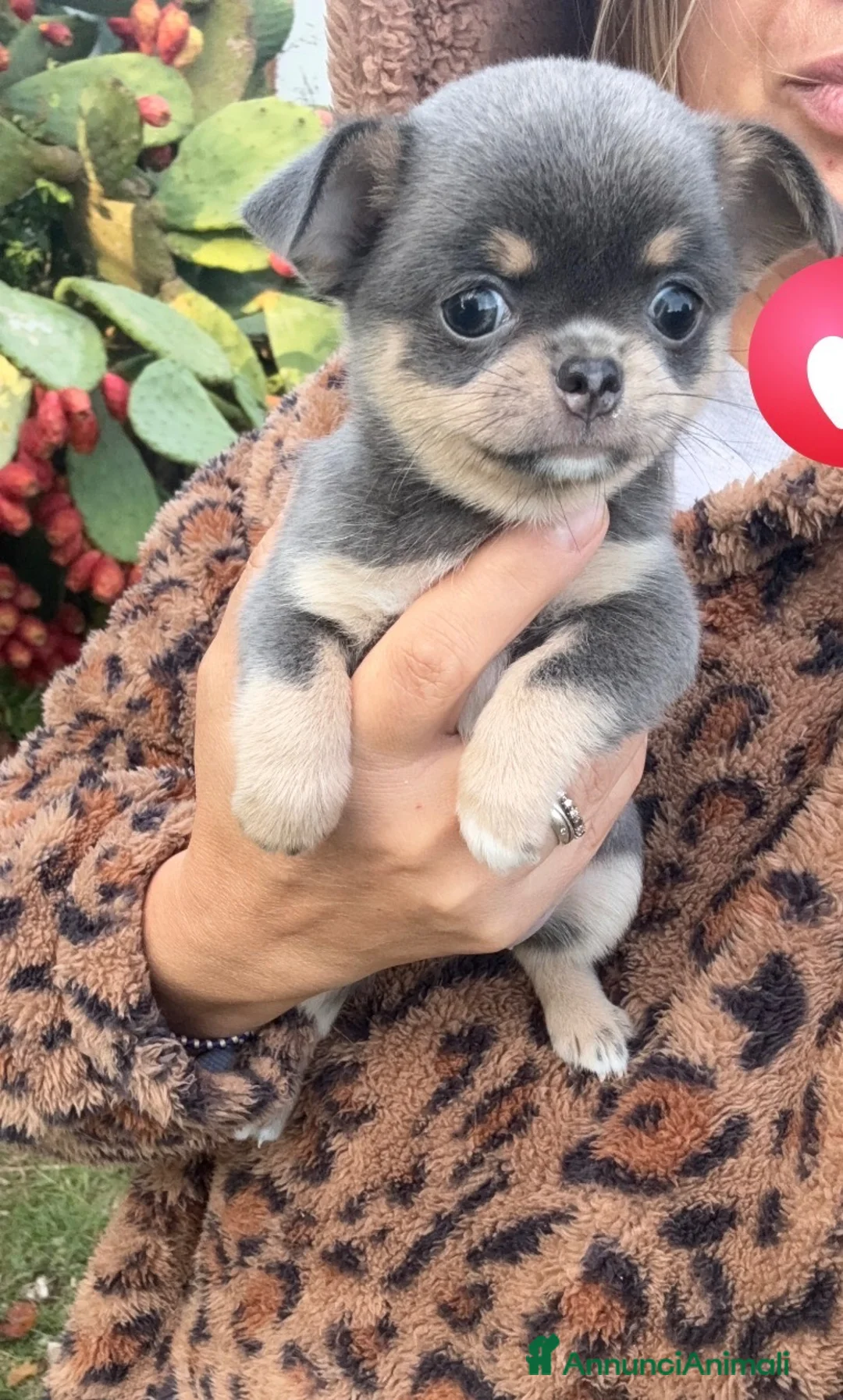 Chihuahua cani in vendita: Chihuahua pedigree Enci  - Annuncio 3