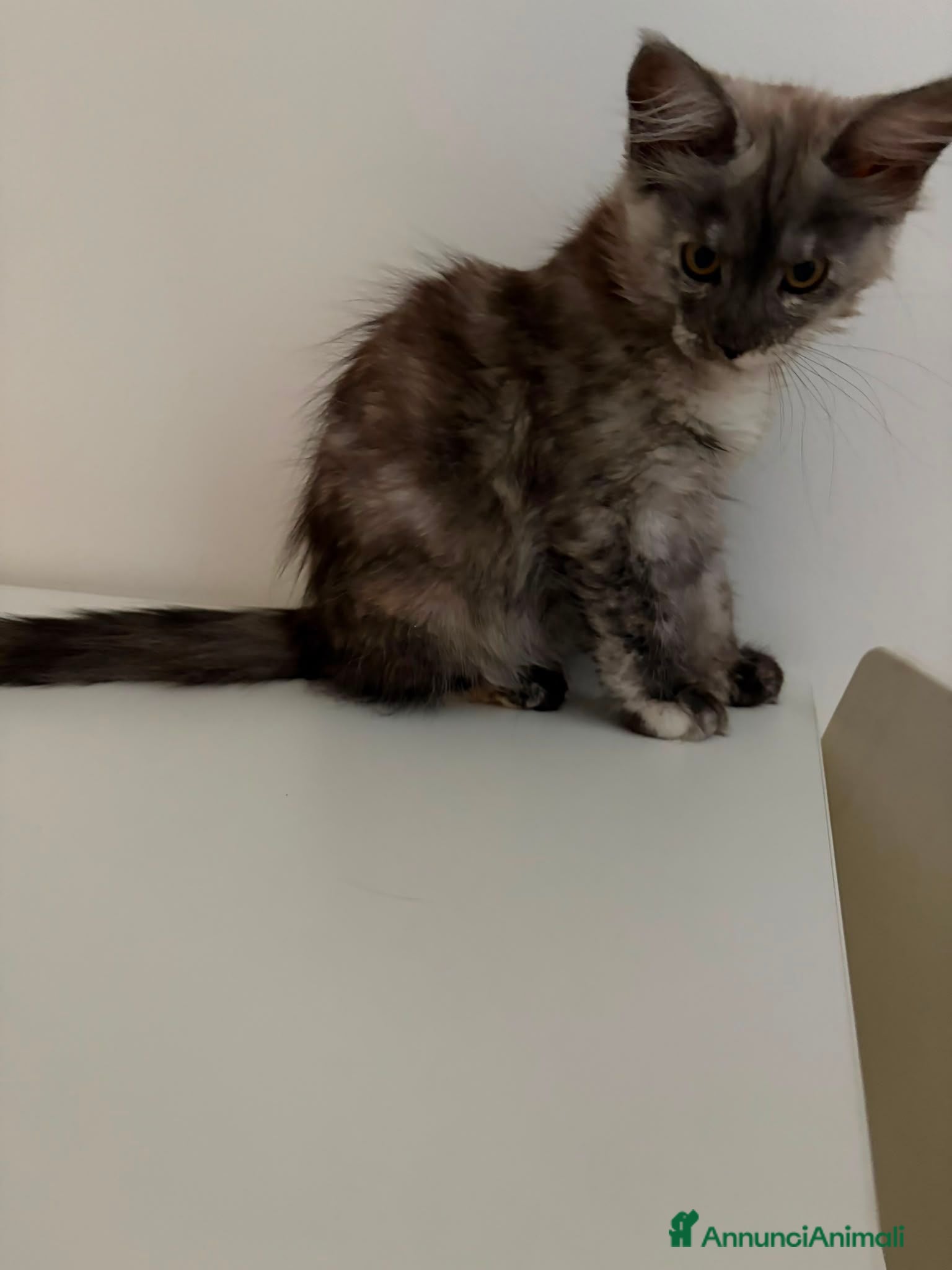 Maine Coon gatti Speldidi cuccioli di maine coon - Annuncio 6