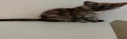Maine Coon gatti in vendita: Speldidi cuccioli di maine coon a Provincia di Como - Annuncio 1