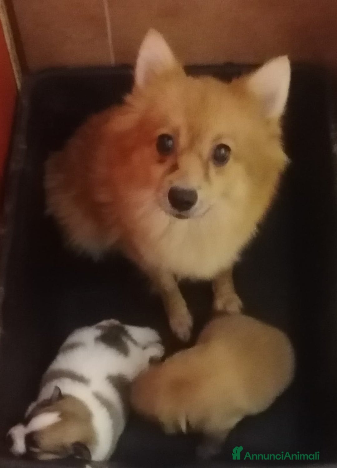 Volpino Pomerania cani in vendita: Volpino Pomerania  - Annuncio 23