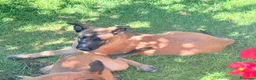 Pastore Belga cani in vendita: Pastore belga  - Annuncio 10