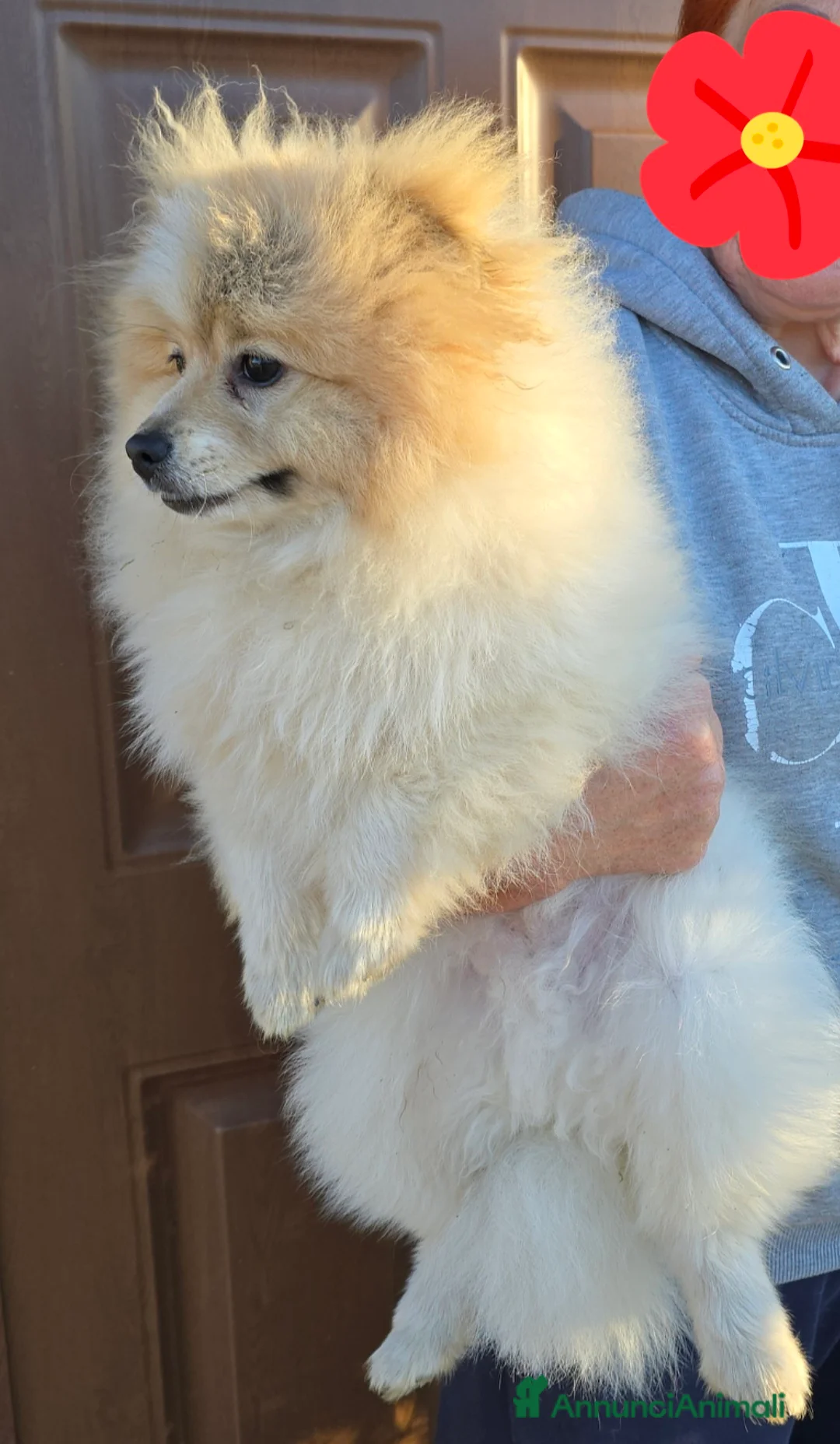 Volpino Pomerania cani in vendita: Volpino di pomerania maschio - Annuncio 4