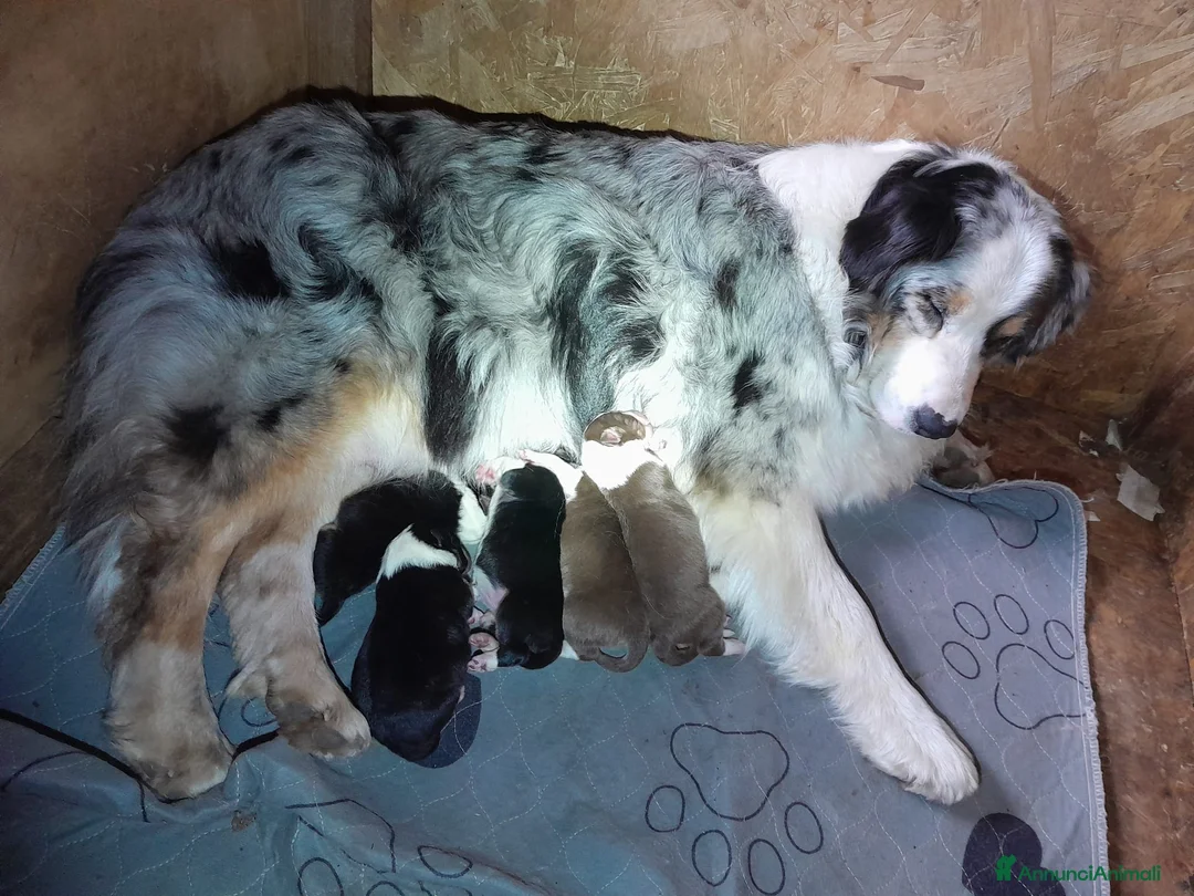 Australian Shepherd cani in vendita: Cucciole Australian shepherd - Annuncio 2