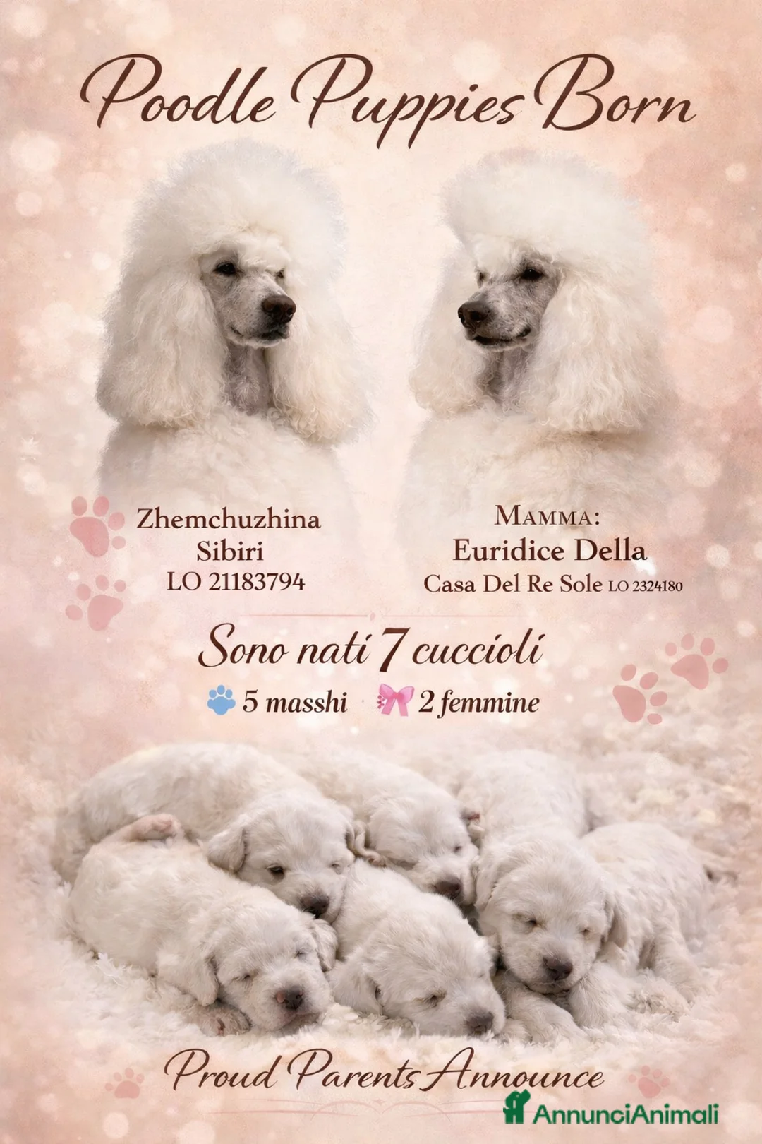 Barbone cani in vendita: Barbone grande mole  a Città metropolitana di Roma Capitale - Annuncio 3