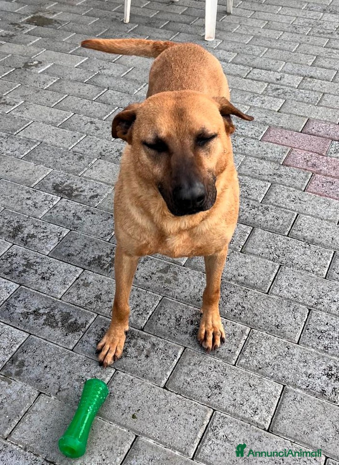 Meticcio cani in regalo: ARGO LUPETTO - Annuncio 7