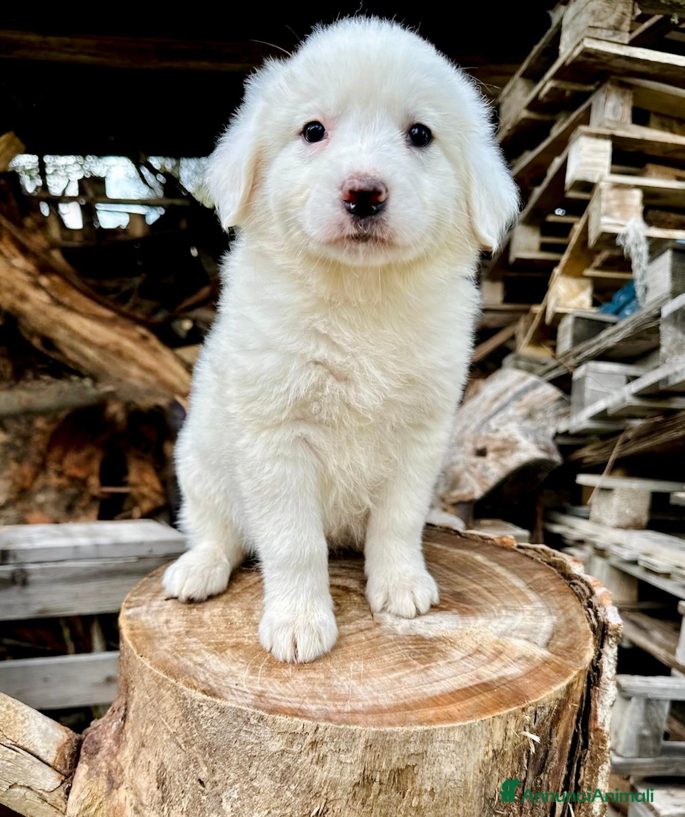 Meticcio cani Tanti cuccioli cercano un porto sicuro - Annuncio 39