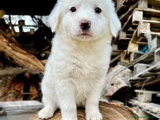 Meticcio cani Tanti cuccioli cercano un porto sicuro - Annuncio 39