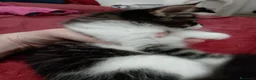 Maine Coon gatti in vendita: Maschietto MaineCoon : Aquila - Annuncio 5