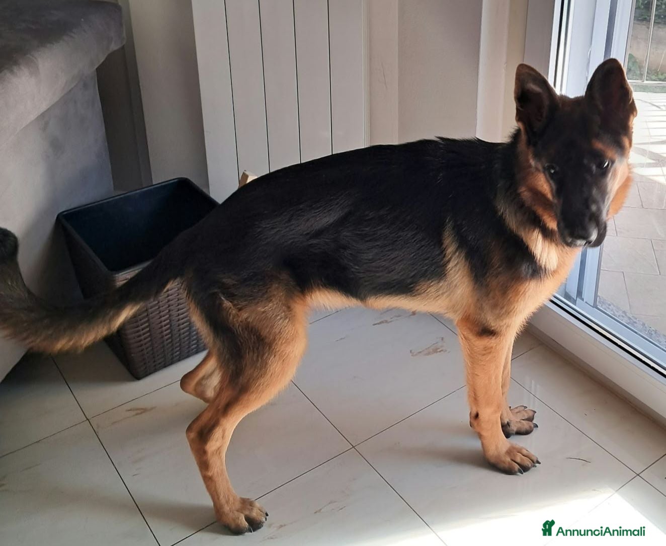Pastore Tedesco cani Yamaha pastore femmina - Annuncio 7