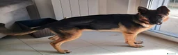 Pastore Tedesco cani in vendita: Yamaha pastore femmina a Provincia del Verbano-Cusio-Ossola - Annuncio 1
