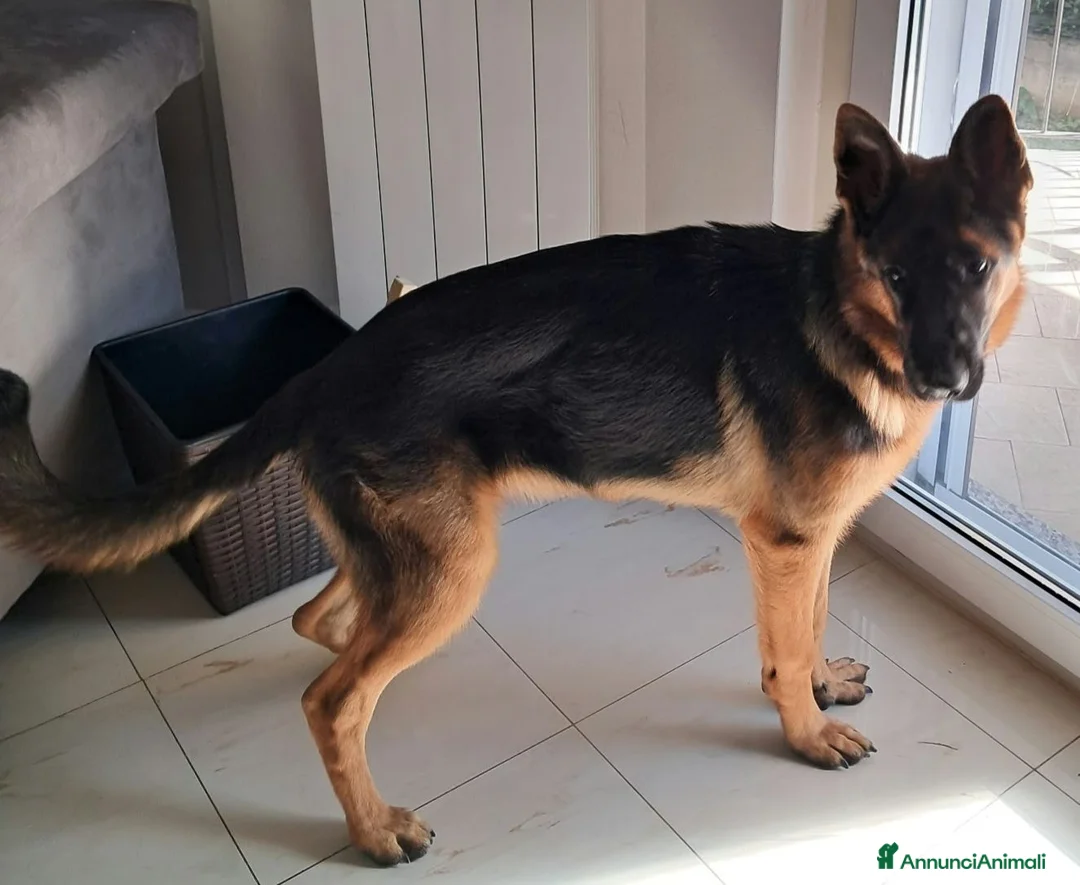 Pastore Tedesco cani in vendita: Yamaha pastore femmina a Provincia del Verbano-Cusio-Ossola - Annuncio 1