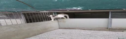 Meticcio cani in regalo: Fiorella: energia pura, bontà infinita  - Annuncio 2