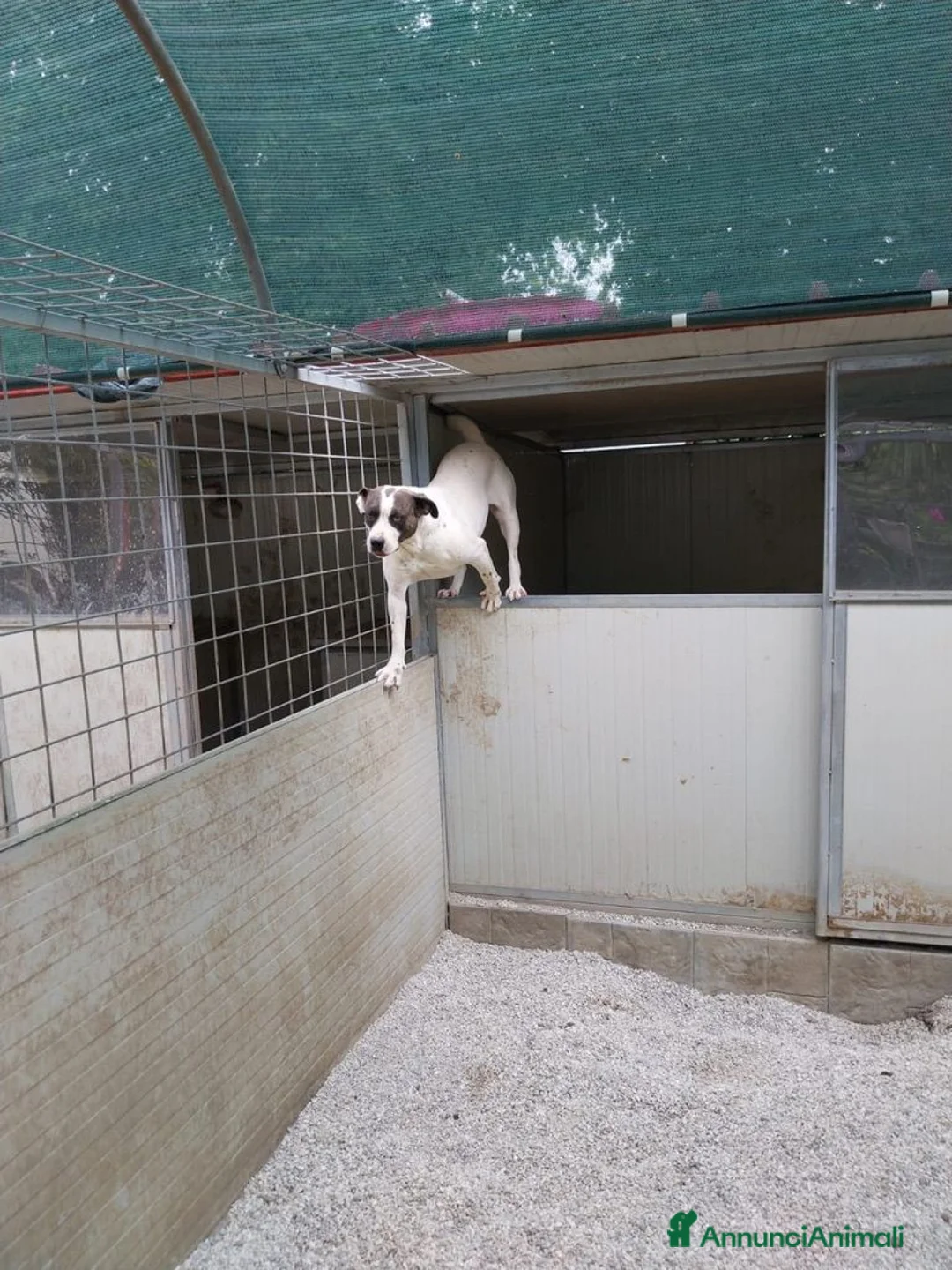 Meticcio cani in regalo: Fiorella: energia pura, bontà infinita  - Annuncio 2