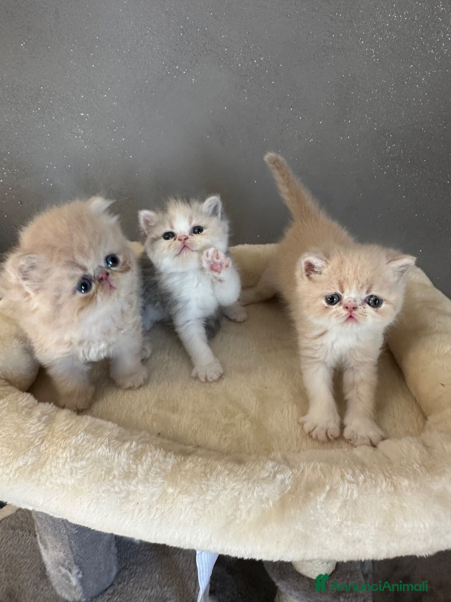 Exotic Shorthair gatti Cuccioli Exotic e persiano  - Annuncio 22