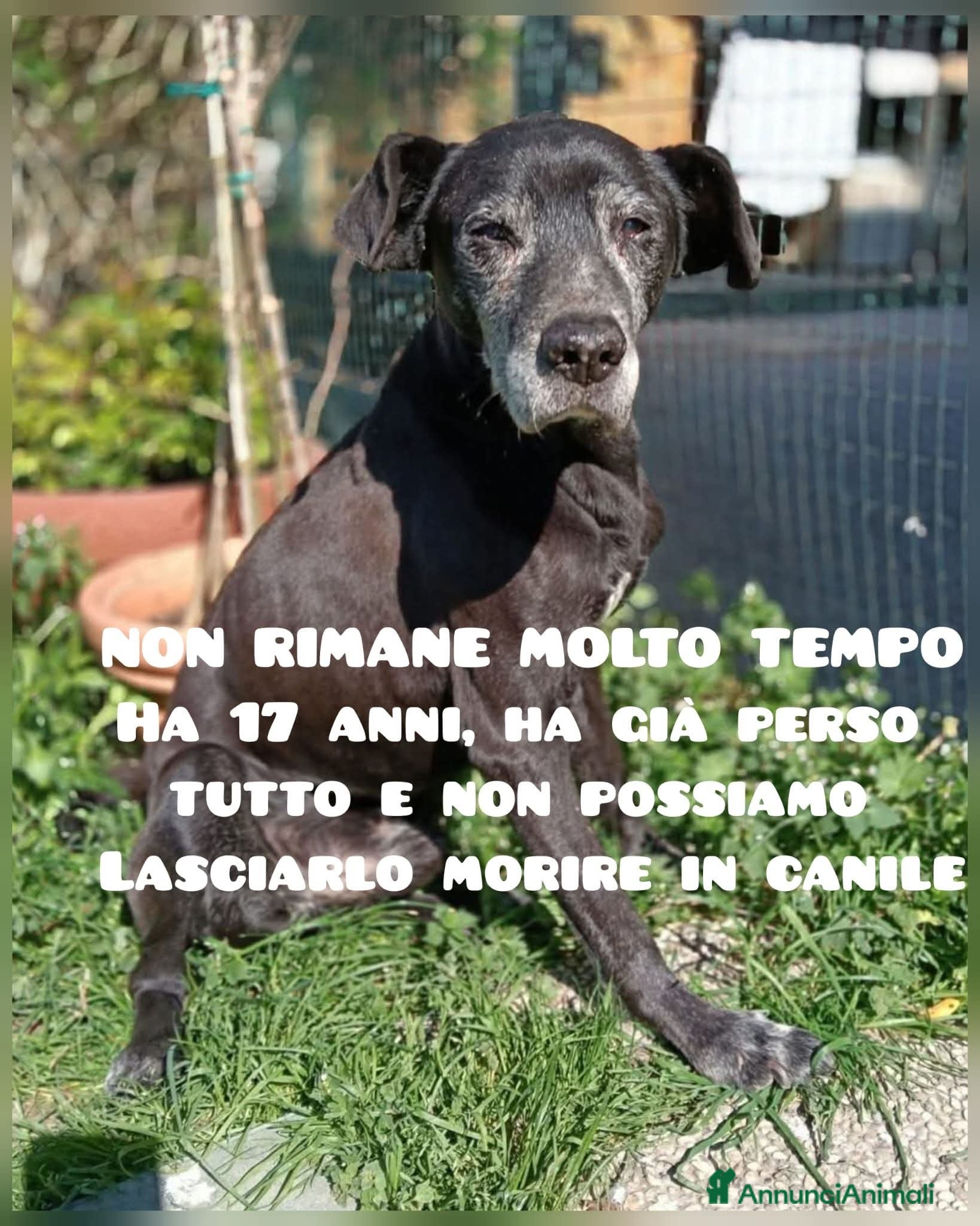 Meticcio cani ADOZ.DEL💔:ha avuto 1casa ma perso tutto da 3anni  - Annuncio 16