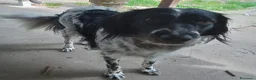 Meticcio cani in regalo: Betty simil Setter 2anni salvata mesi fa.FERRARA - Annuncio 4