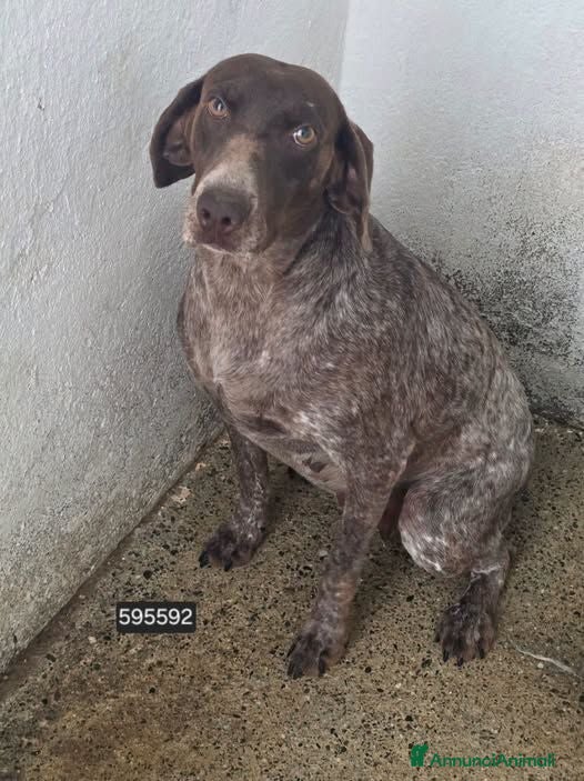 Bracco cani Ania . - Annuncio 12