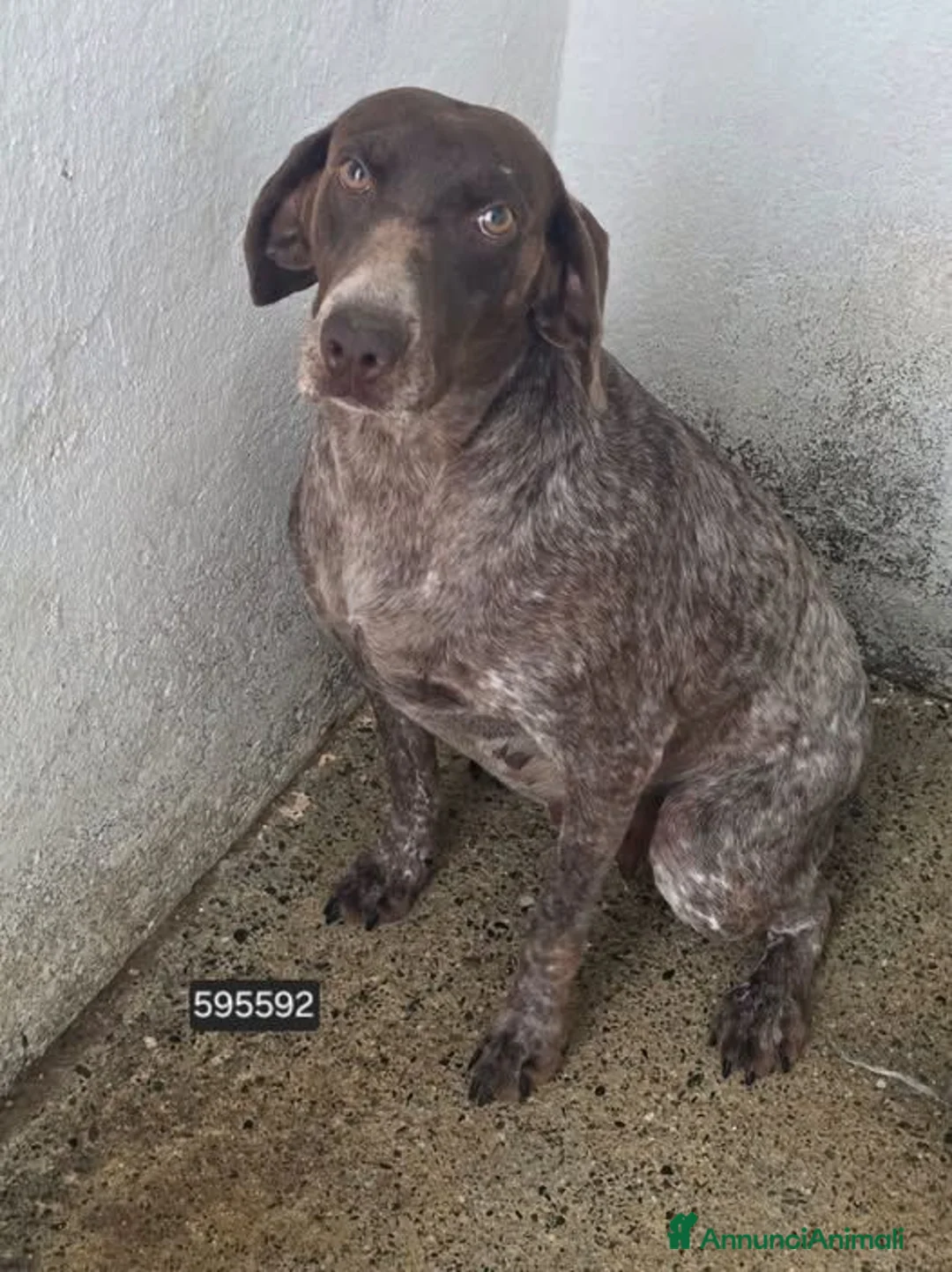 Bracco cani in regalo: Ania . - Annuncio 1