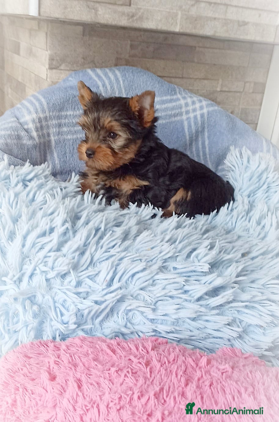 Yorkshire cani Yorkshire toy - Annuncio 4