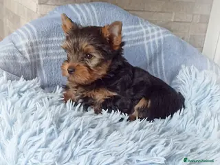 Yorkshire cani Yorkshire toy - Annuncio 4