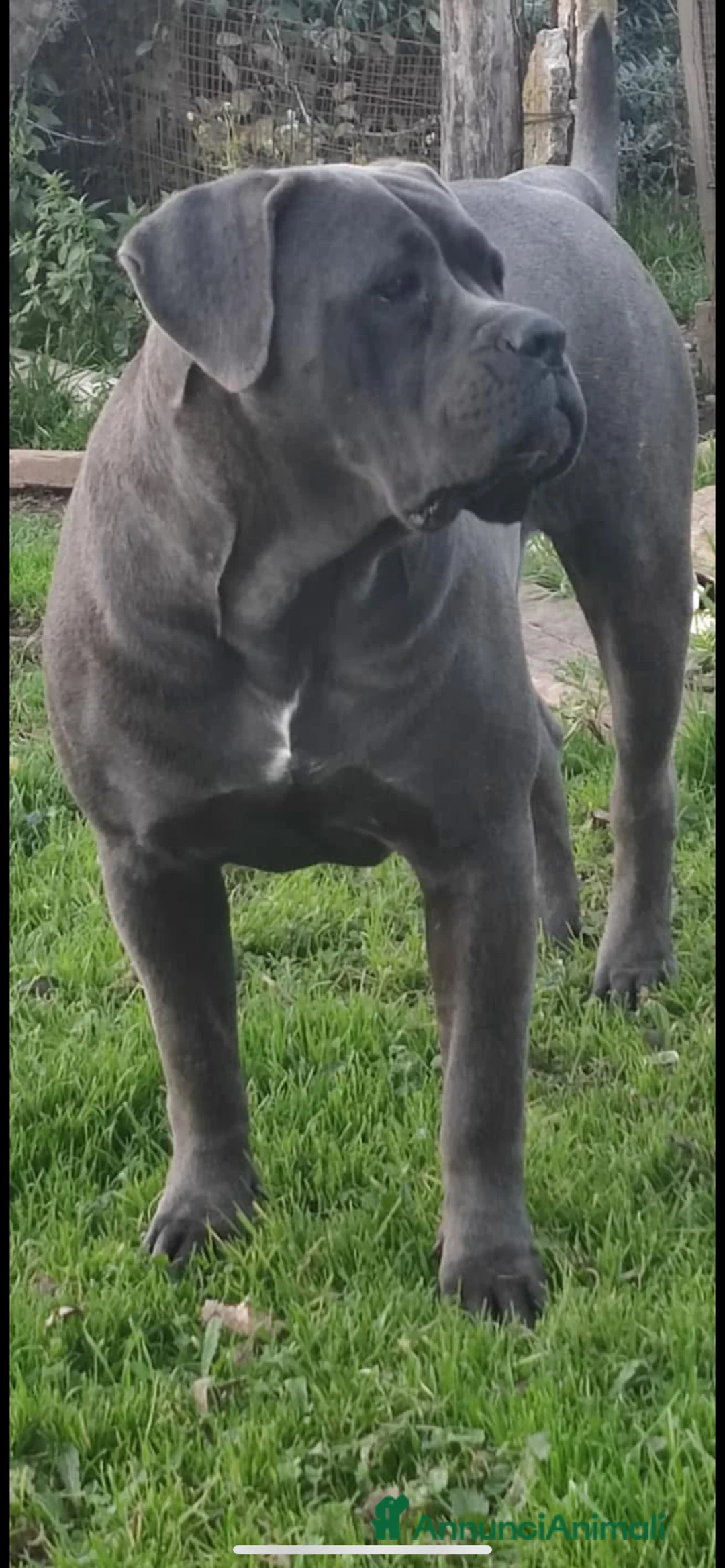 Cane Corso cani in vendita: Cuccioli di Cane Corso - Annuncio 8