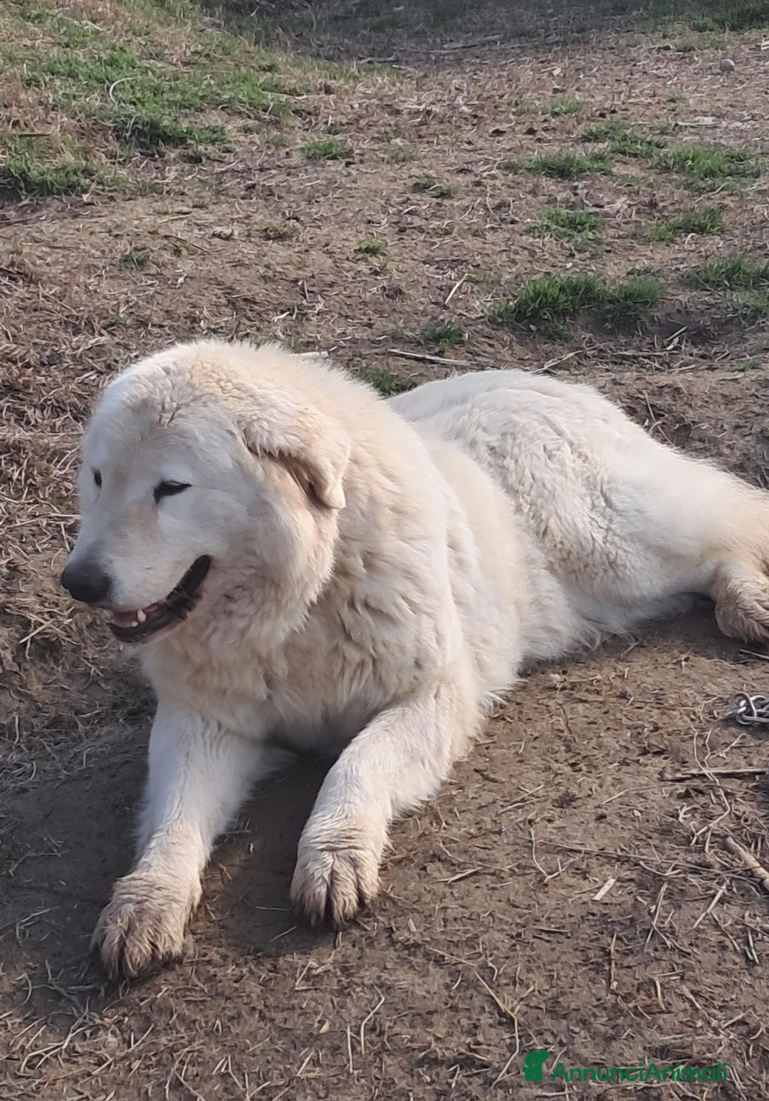 Pastore Maremmano cani in vendita: spettacolari cuccioli di Pastore marem. Abruzzese  - Annuncio 15