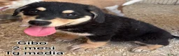 Meticcio cani in regalo: TANTI CUCCIOLI SOLI! a Provincia di Vicenza - Annuncio 7