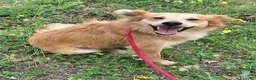 Meticcio cani in regalo: Plinio 2 anni Taglia piccola  - Annuncio 3