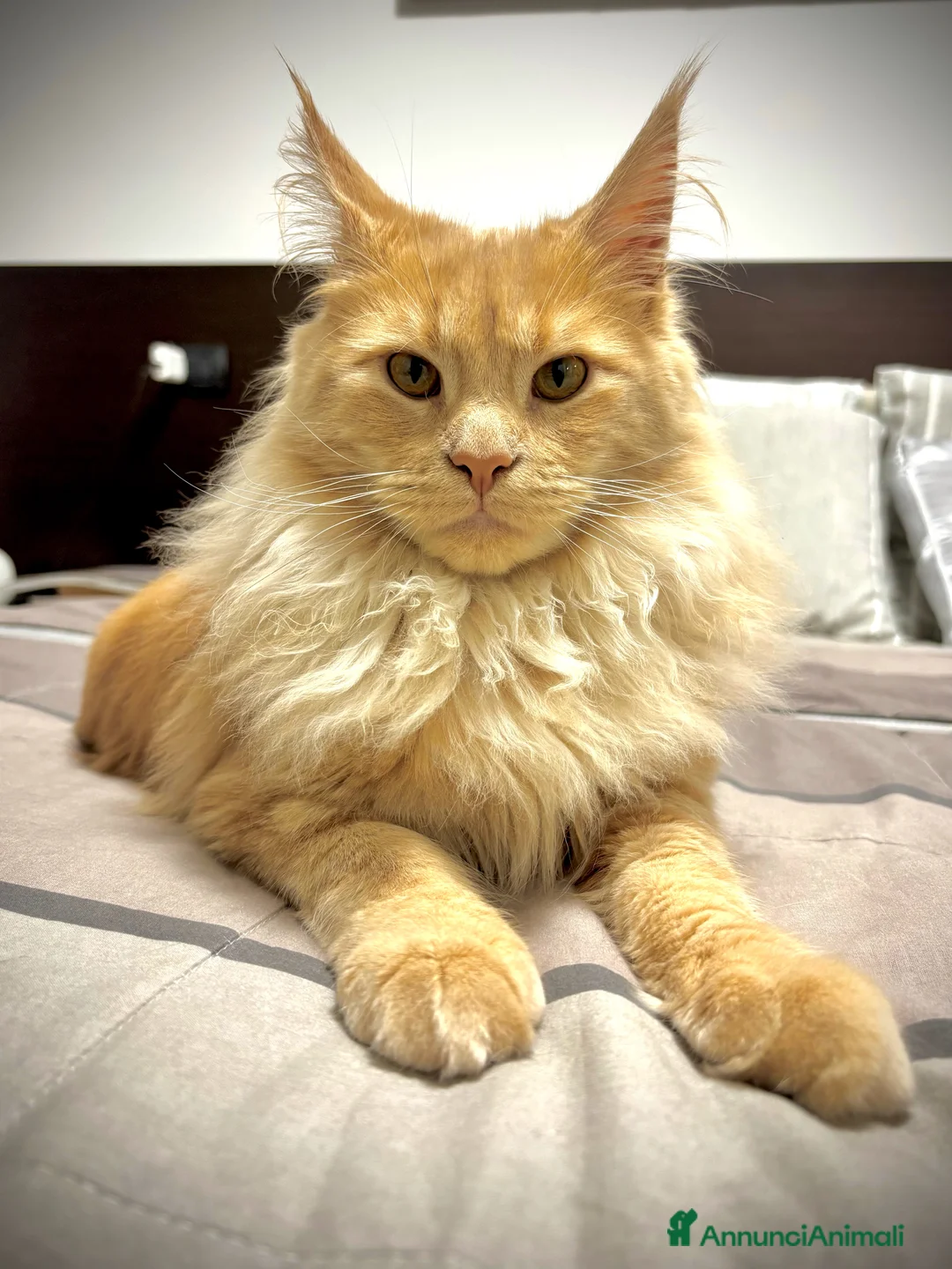 Maine Coon gatti in vendita: Maine coon razza pura 1 anni red tabby blotched  - Annuncio 2