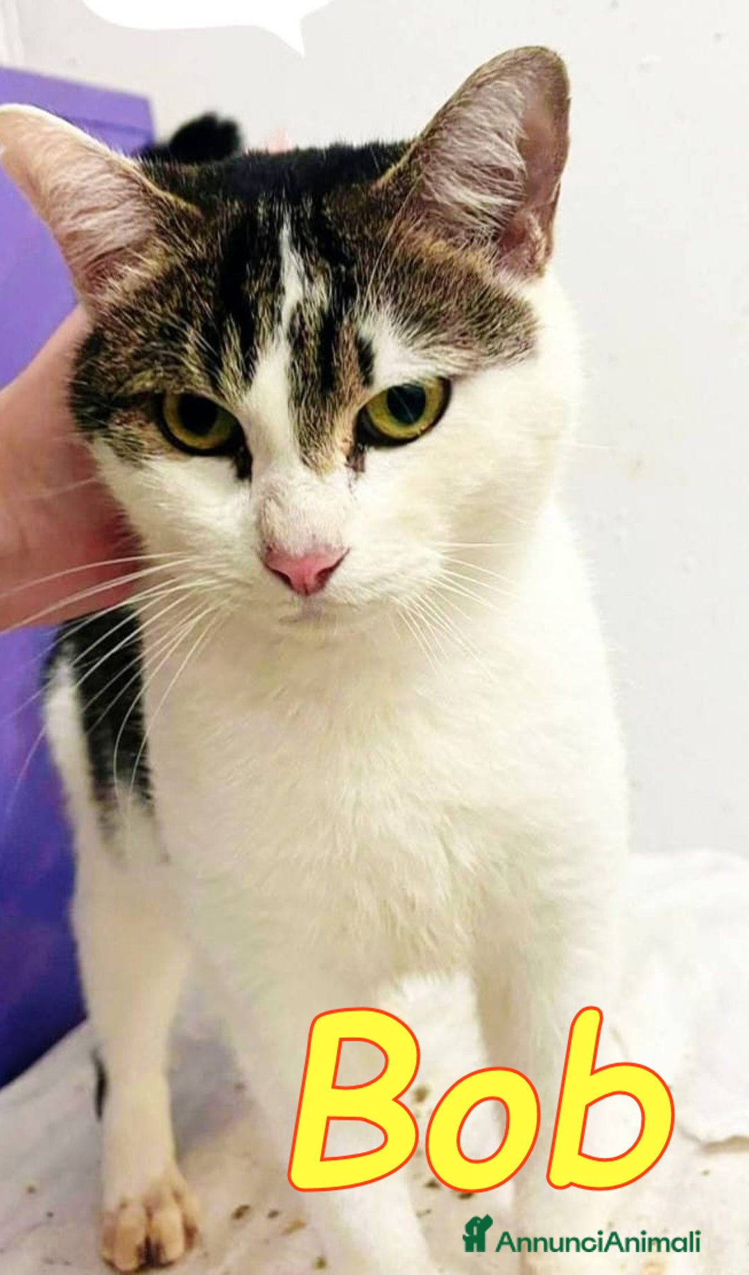 Europeo gatti in regalo: BOB ADOZIONE DEL CUORE - Annuncio 1