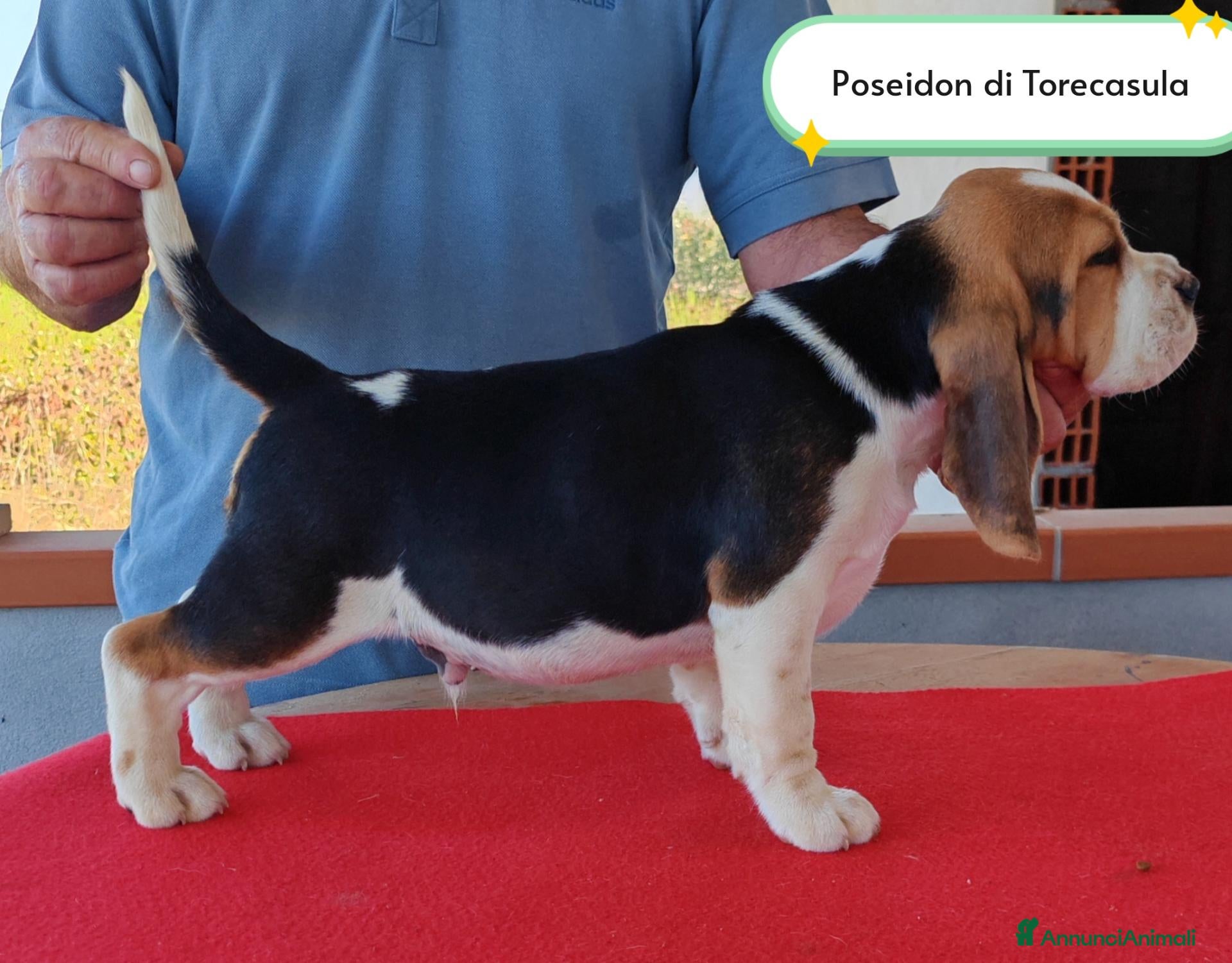 Beagle cani Cuccioli di Beagle taglia piccola in standard  - Annuncio 2