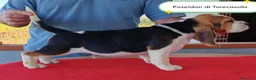Beagle cani in vendita: Cuccioli di Beagle taglia piccola in standard  a Città metropolitana di Sassari - Annuncio 2