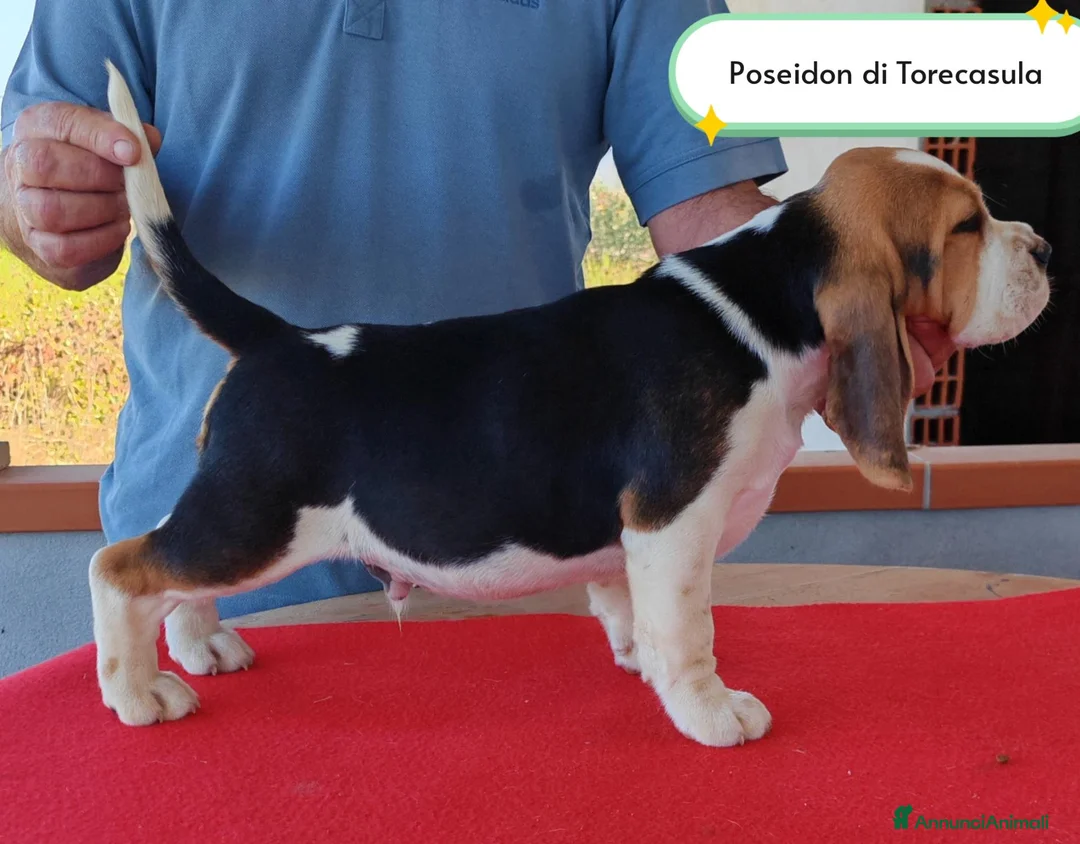 Beagle cani in vendita: Cuccioli di Beagle taglia piccola in standard  a Città metropolitana di Sassari - Annuncio 2