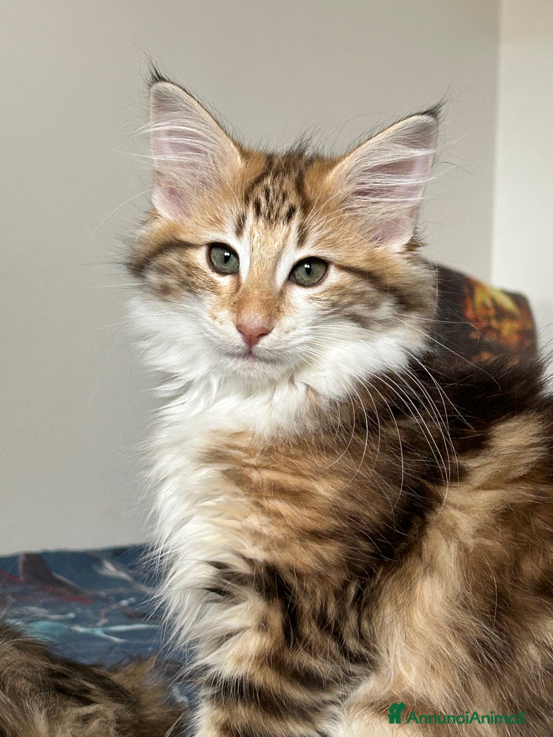 Norvegese gatti in vendita: Vendo cuccioli Norvegesi delle Foreste - Annuncio 5