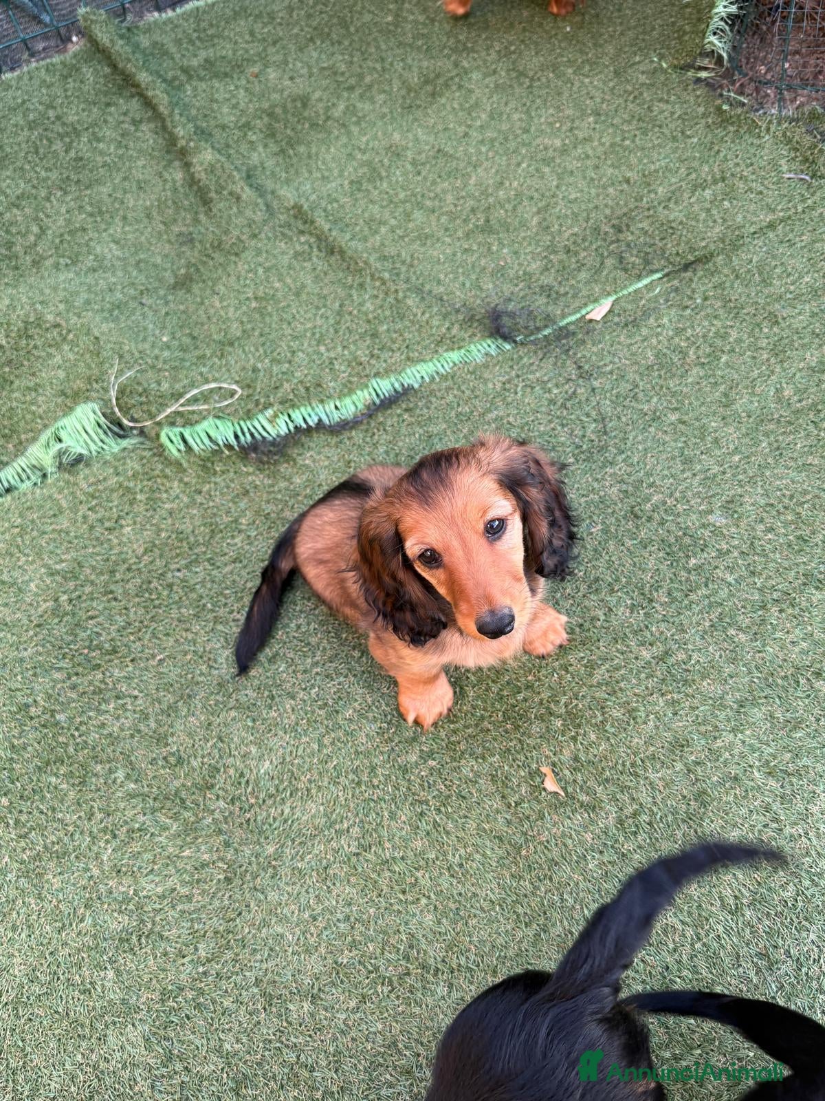 Bassotto cani Cucciolo di bassotto tedesco pelo lungo Kaninchen - Annuncio 1