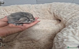 British gatti in vendita: British shorthair  a Provincia di Lodi - Immagine 5