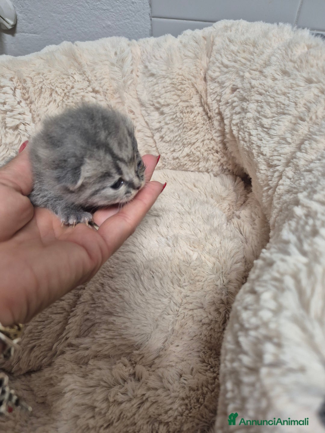 British gatti in vendita: British shorthair  a Provincia di Lodi - Immagine 5