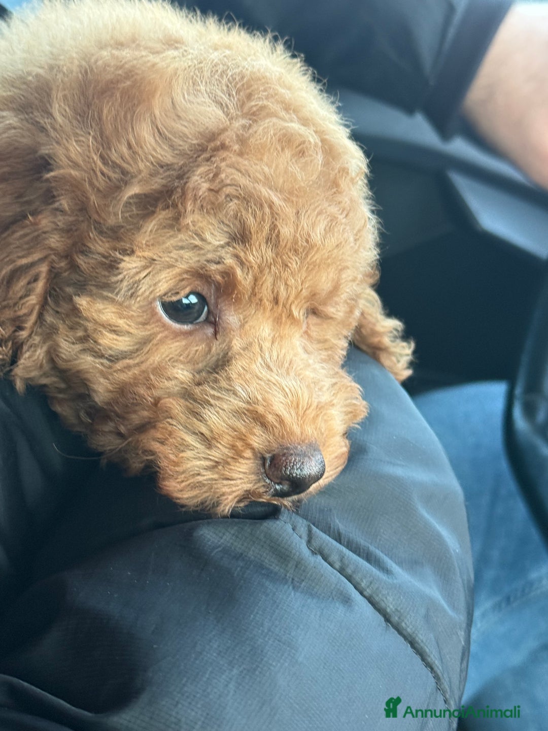 Barboncino Toy cani in vendita: Barboncino nano  - Annuncio 1