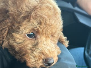 Barboncino Toy cani Barboncino nano - Annuncio 3