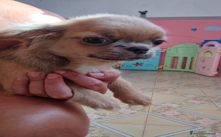 Chihuahua cani a Provincia di Ferrara - Annuncio 4