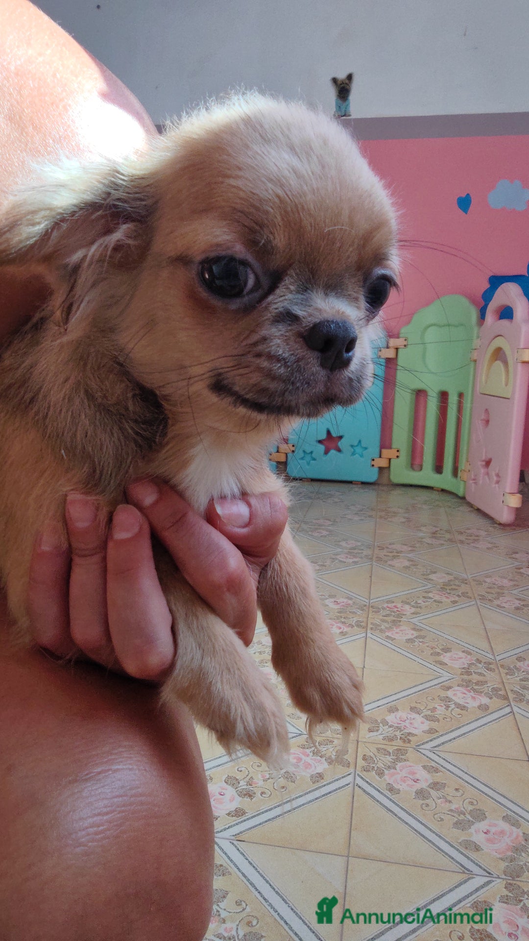 Chihuahua cani in vendita: Chihuahua a Provincia di Ferrara - Immagine 2