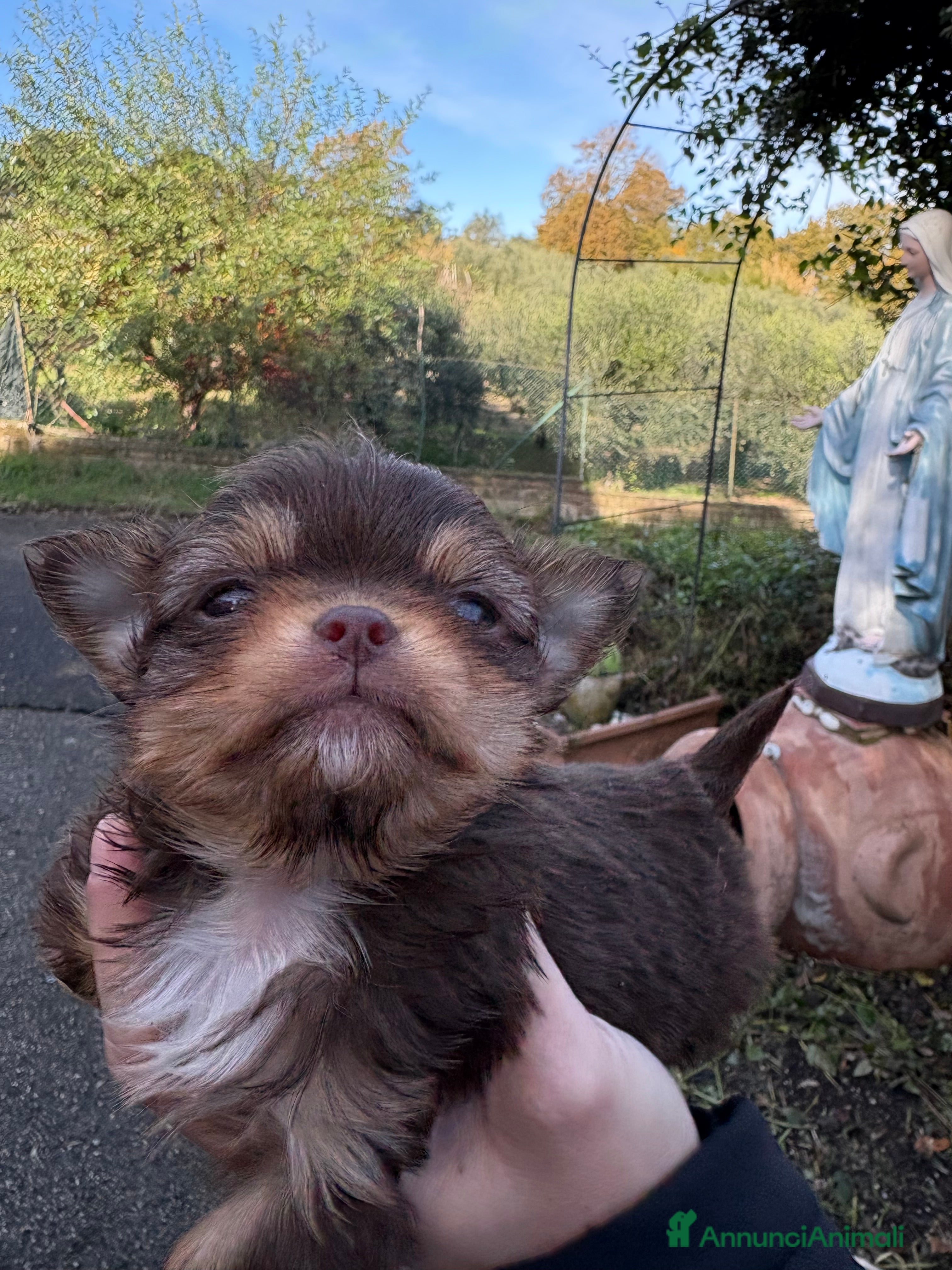 Chihuahua cani Chihuahua - Annuncio 2