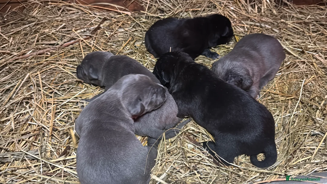 Cane Corso cani in vendita: Cuccioli di Cane Corso - Annuncio 7