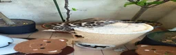 Bengala gatti in vendita: laun splendore cucciola Bengala 🥰  - Annuncio 12
