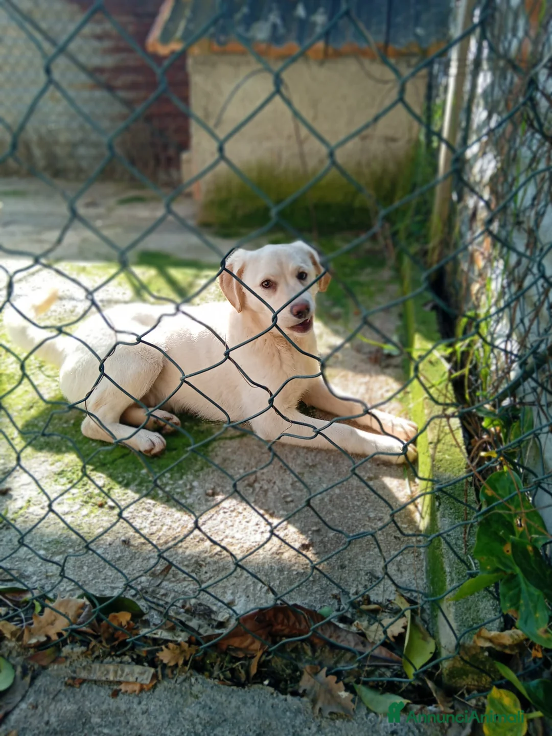 Meticcio cani in regalo: Mix Labrador, 4/5 mesi, EUGENIA dolce - Annuncio 7