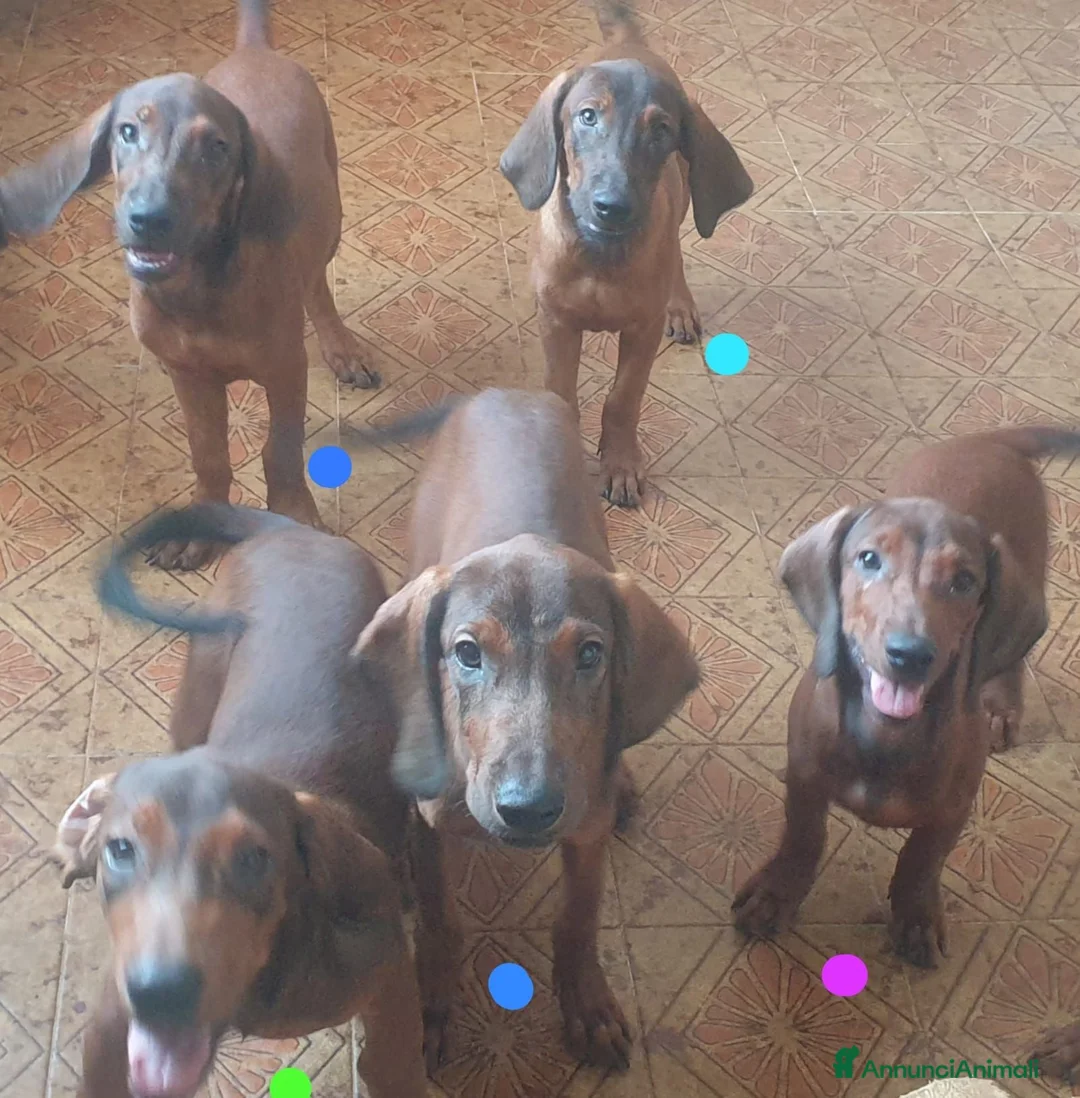 Alpenlaendische Dachsbracke cani in vendita: cuccioli alpenlaendische dachsbrake (simil) - Annuncio 1