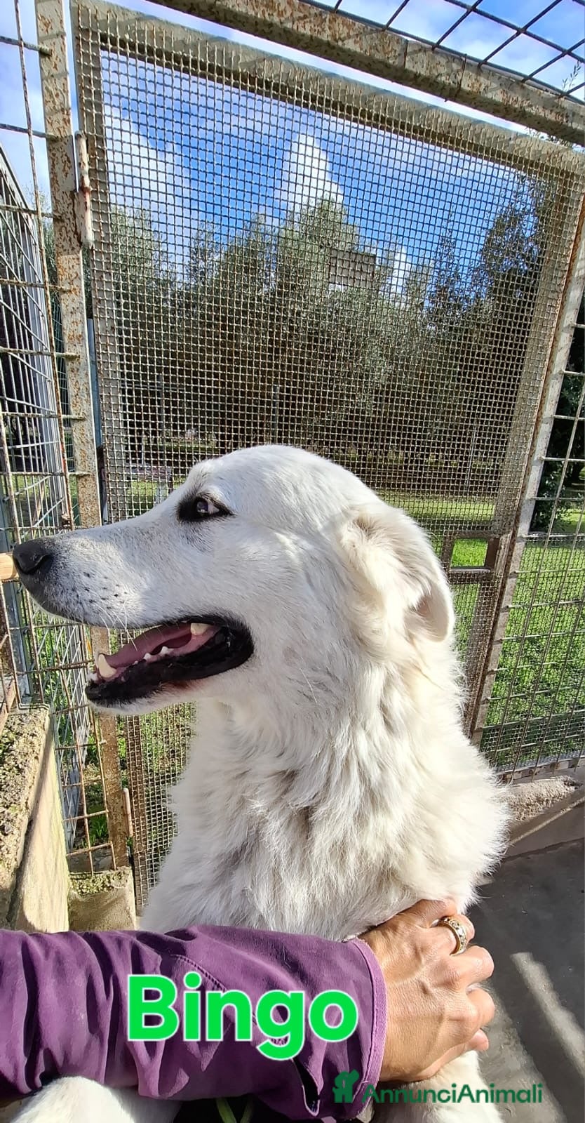 Pastore Maremmano cani Bingo bellissimo e fiero simil maremmano - Annuncio 1