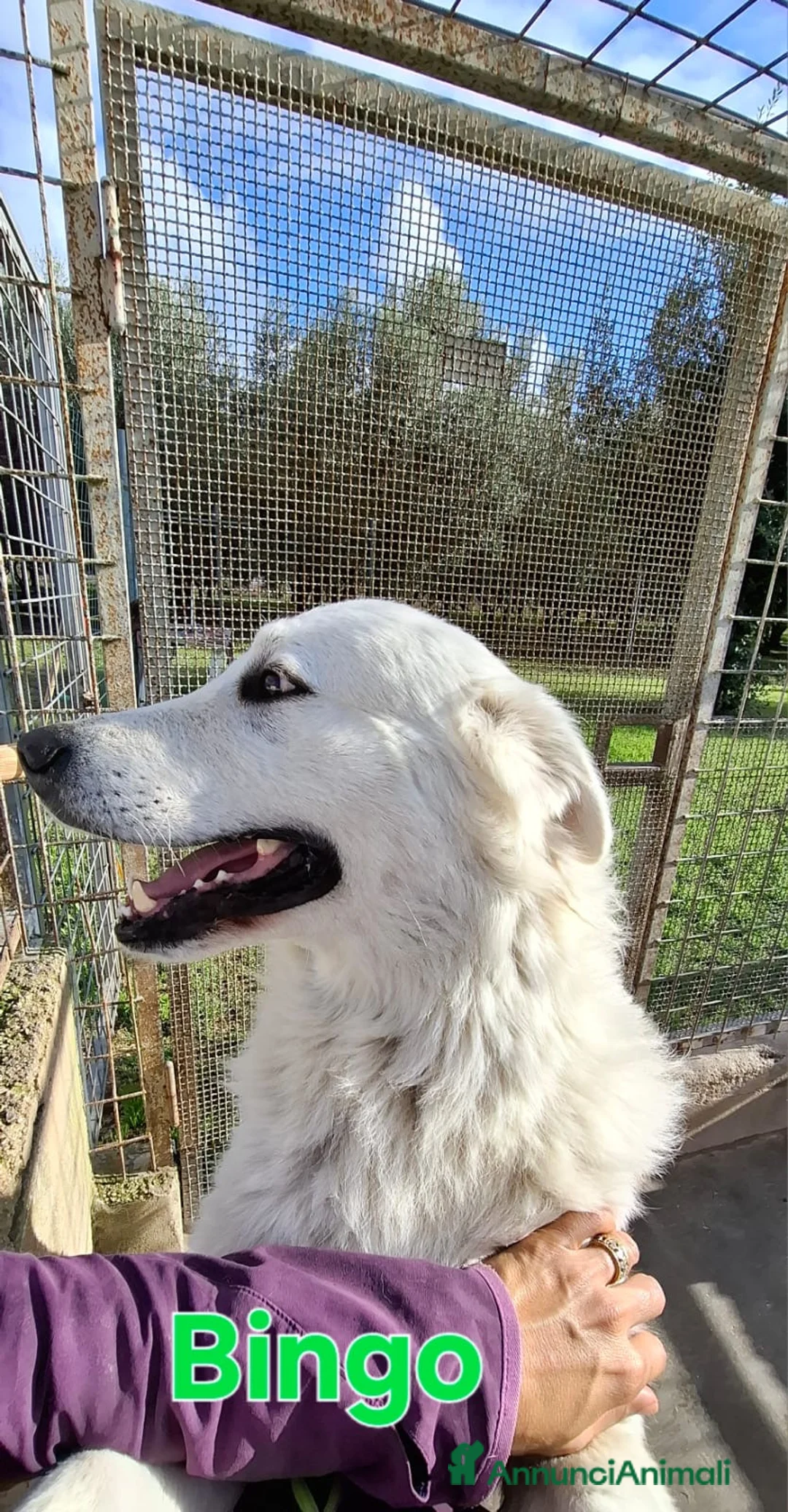 Pastore Maremmano cani in regalo: Bingo bellissimo e fiero simil maremmano - Annuncio 1