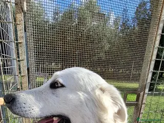 Pastore Maremmano cani Bingo bellissimo e fiero simil maremmano - Annuncio 1