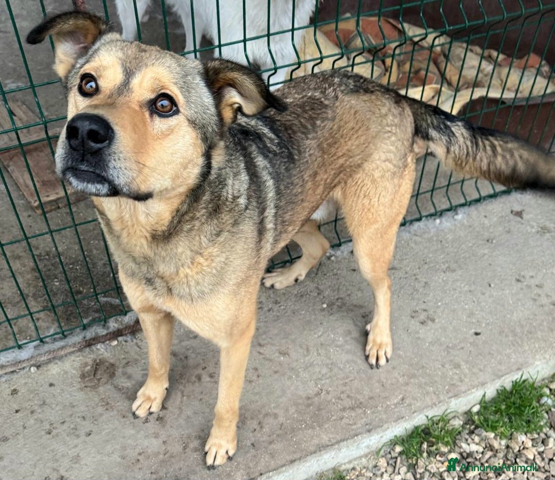 Meticcio cani in regalo: Fargo 3 anni Taglia media grande  - Annuncio 4